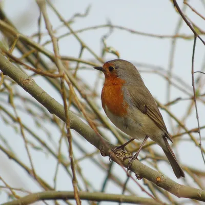 Robin / Erithacus rubecula / Малиновка, зорька, зорянка (з… | Flickr