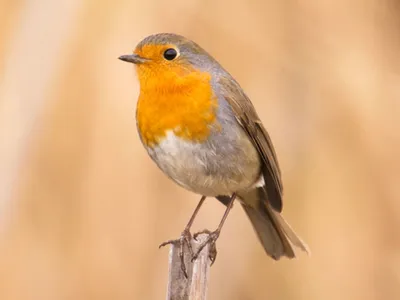 Фотогалерея - Птицы (Aves) - Зарянка или малиновка (Erithacus rubecula) -  Природа Республики Мордовия