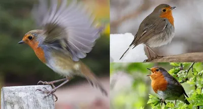 Зарянка (Erithacus rubecula). Птицы Европейской России.