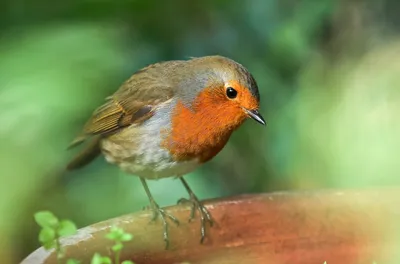 Зарянка (Erithacus rubecula). Птицы Сибири.