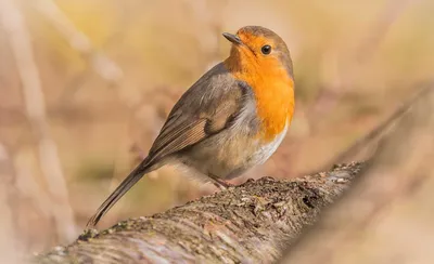 Зарянка. Erithacus rubecula.