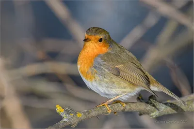 Зарянка (Erithacus rubecula). Птицы Грузии.