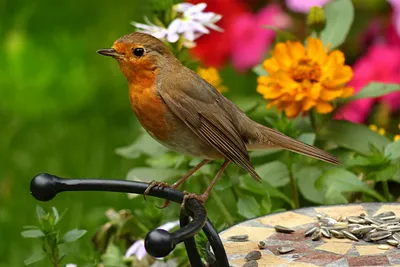 Robin. Зарянка. #robin #зарянка #малиновка #birds #птица #birdwatching  #naturephotograpy #птицы #птицымосквы #фотоприроды #бердвотчинг… | Instagram