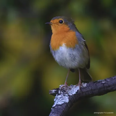 Малиновка / Тж зарянка, Erithacus rubecula Радует как количество этих птиц,  зимующих в Краснодаре и окрестностях, так и их готовность попозировать На  фоне грядущей зимы и птичьего дефицита они еще несколько месяцев