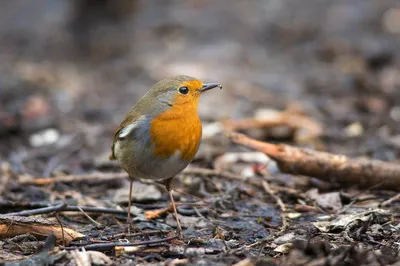 Зарянка (Erithacus rubecula). Фотогалерея птиц. Фотографии птиц России,  Беларуси, Украины, Казахстана, Таджикистана, Азербайджана.