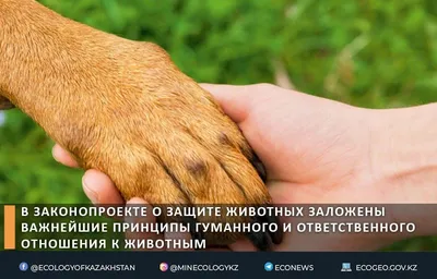 Всемирный день защиты животных - РИА Новости, 04.10.2020