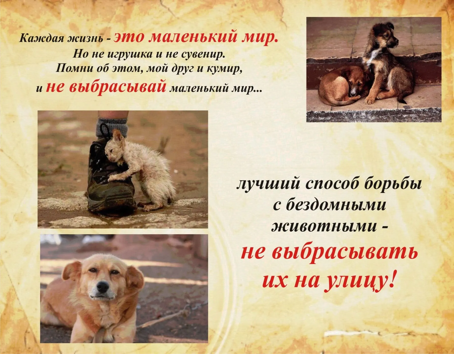 Всемирный день защиты животных 2023 Всемирный день защиты животных 2023