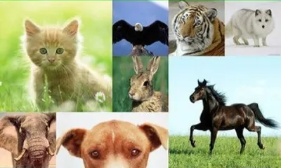 День защиты животных: товарные знаки