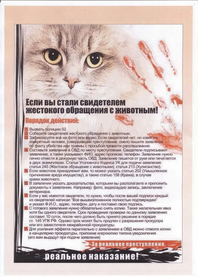 Принят закон о защите животных от жестокого обращения в местах их продажи Принят закон о защите животных от жестокого обращения в местах их продажи
