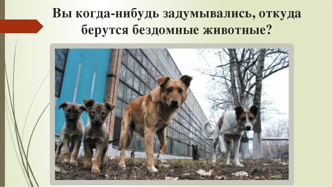 4 октября - Всемирный День Защиты Животных! | Страница 5 4 октября - Всемирный День Защиты Животных! | Страница 5