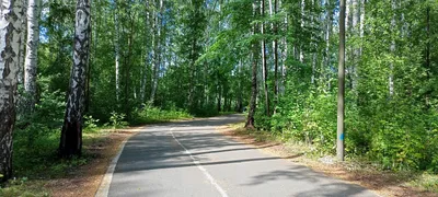 Экопарк Затюменский. Летний. Удивительно прекрасное место | Жизнь в Тюмени  | Дзен