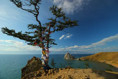 Фотообои Завораживающие деревья на стену. Купить фотообои Завораживающие  деревья в интернет-магазине WallArt