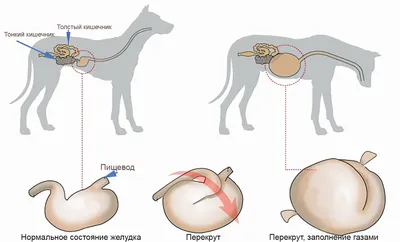 Заворот желудка и гастропексия - Ветеринарная клиника МВЦ «Два сердца» в  Санкт Петербурге