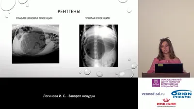 Заворот желудка: как довезти собаку до хирурга? - Русский охотничий портал