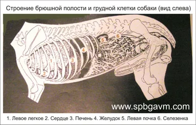 Заворот желудка у собак: почему важно как можно быстрее обратиться за  помощью | Ветеринарный центр \"Прайд\" | Дзен