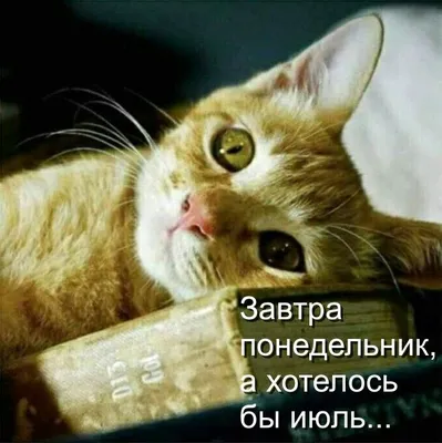 Завтра понедельник, а хотелось бы июль... | Funny animals, Cat quotes,  Animal memes