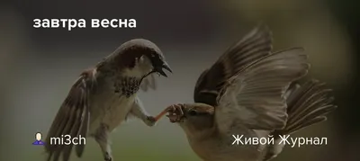 Завтра весна😍🌷 Девочки, пора «цвести и пахнуть»🌸 Обратить внимание на  свой внешний вид, питание, внутреннее состояние, проявленность… | Instagram