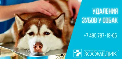 Гель для чистки зубов Canina MIKROSILBERZAHNGEL с микросеребром (50мл) —  купить в интернет-магазине по низкой цене на Яндекс Маркете