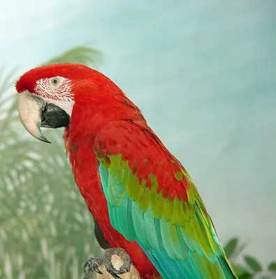 Зеленокрылый ара фото