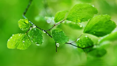 200+] Green Nature Wallpapers | Wallpapers.com