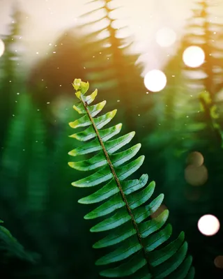 Tropical forest Wallpaper 4K, Waterfall, Green, Landscape