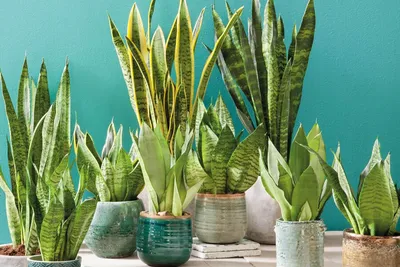 house plants mixed green 3 varietys | Другие зеленые растения | other  indoorplants | Зеленые комнатные растения | Зеленые комнатные растения | Комнатные  растения | All products | OZ Planten