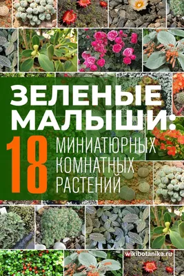 Цветы вечно зелёные Комнатные растения: 200 грн. - Комнатные растения  Кривой Рог на Olx