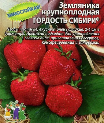 Рассада земляники - купить в Дмитрове, Москве и Московской области по  низкой цене