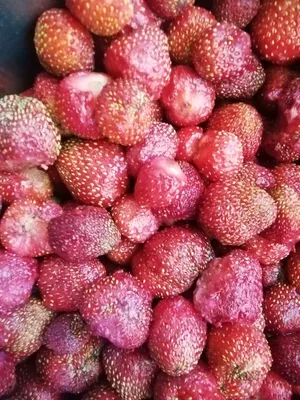 Земляника мускатная - Fragaria moschata