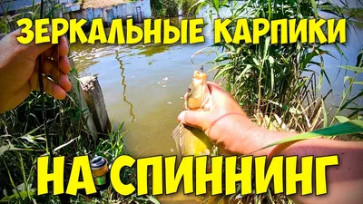 Мягкая игрушка рыба для кошек с мятой \"Зеркальный карп\" - купить с  доставкой по выгодным ценам в интернет-магазине OZON (1267903438)