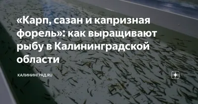 Карп, сазан и капризная форель»: как выращивают рыбу в Калининградской  области | Калининград.Ru | Дзен