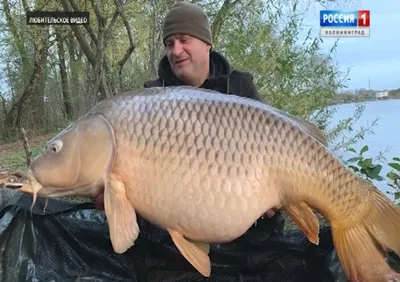 Зеркальный карп хороших размеров, пос. Большаково, Славский район. |  Рыбалка в Калининграде - KONIGFISHING | ВКонтакте