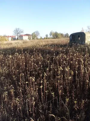 Ресторан Зеркальный карп, Калининград - Меню и отзывы о ресторане