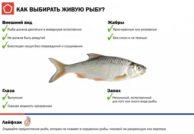 Морепродукты из Мурманска вСпб - О чем говорят жабры?🧐 Именно с такого  интересного вопроса я начинаю наш понедельник. Многим известно, что по  внешнему виду жабр можно определить степень свежести рыбы. Но не