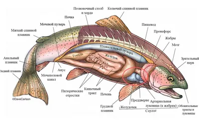 Купить Очистка рыбы (жабры, чешуя, потроха)/шт Пермь