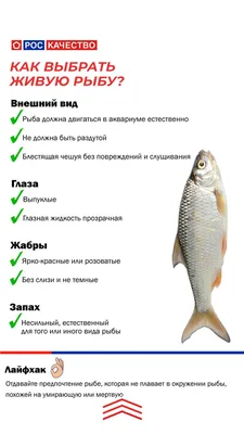Жабры, глаза и брюшко: эксперт рассказал, на что стоит обращать внимание  при покупке рыбы | 09.10.2023 | NVL