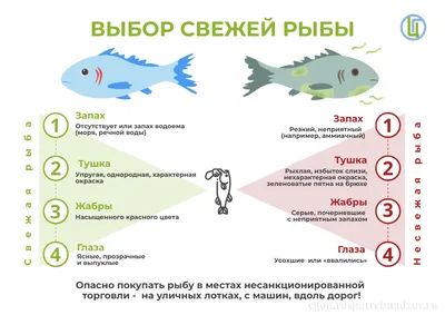 Береги жабры смолоду: чем болеют рыбы в океанариуме Красногорска и кто их  лечит?