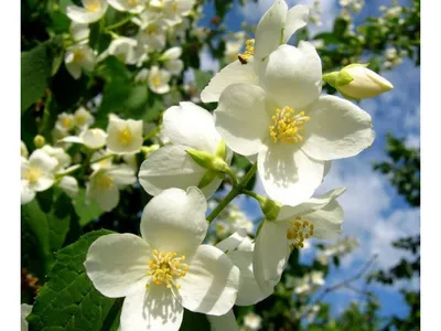 Садовый жасмин, чубушник - Philadelphus. Уход за чубушником, описание видов  жасмина, выращивание, фото