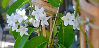 Жасмин комнатный \"Jasminum polyanthumi\" (ID#1858204011), цена: 550 ₴,  купить на Prom.ua