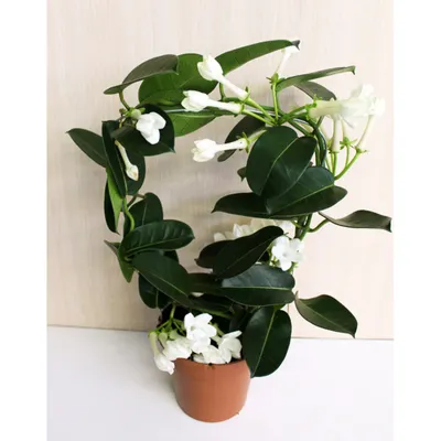 Купить стефанотис в Киеве. Комнатный жасмин Stephanotis