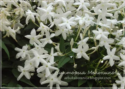 File:Jasminum polyanthum IP0204063.jpg - Wikimedia Commons