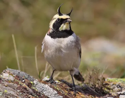 Рогатый жаворонок (Eremophila alpestris)