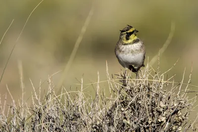 Рогатый жаворонок (flava) - eBird