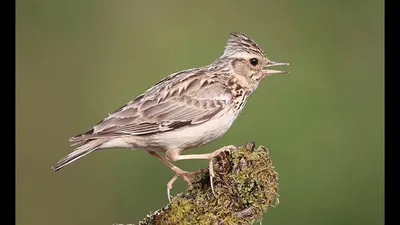 Хохлатый жаворонок Galerida cristata Crested lark