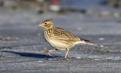 Полевой жаворонок [группа arvensis] - eBird