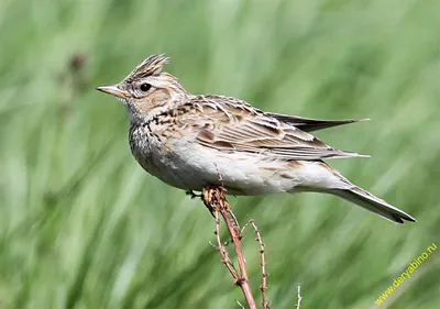 Полевой жаворонок Alauda arvensis Eurasian Sky Lark