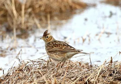 Рогатый жаворонок (peregrina) - eBird