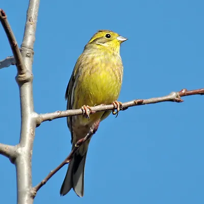 Желтая трясогузка (Motacilla flava) Yellow Wagtail - Трясогузковые  (Motacillidae) - Воробьеобразные Passeriformes - Классификатор птиц  Таганрога и Неклиновского района - Птицы Ростовской обл.В основе-Птицы  Таганрога/Некл.р-на