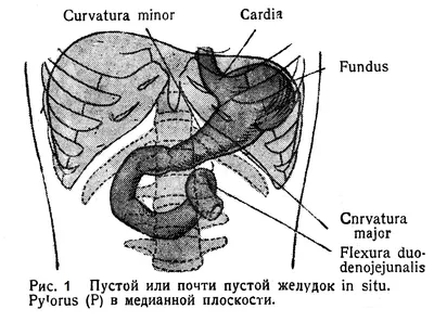 Желудок — Ventriculus - Живот - Хірургічна анатомія російською мовою (ru) -  Цікава інформація медичної спрямованості - Анатомія людини