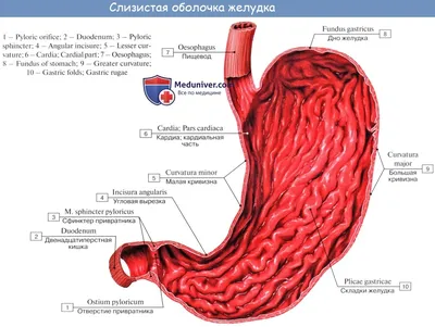Анатомия : Строение желудка. Стенки желудка. Мышцы желудка. Слизистая  желудка.